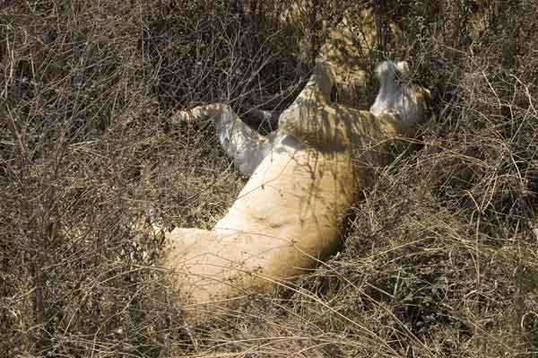 14 - Tanzania - Leona - crater del Ngorongoro